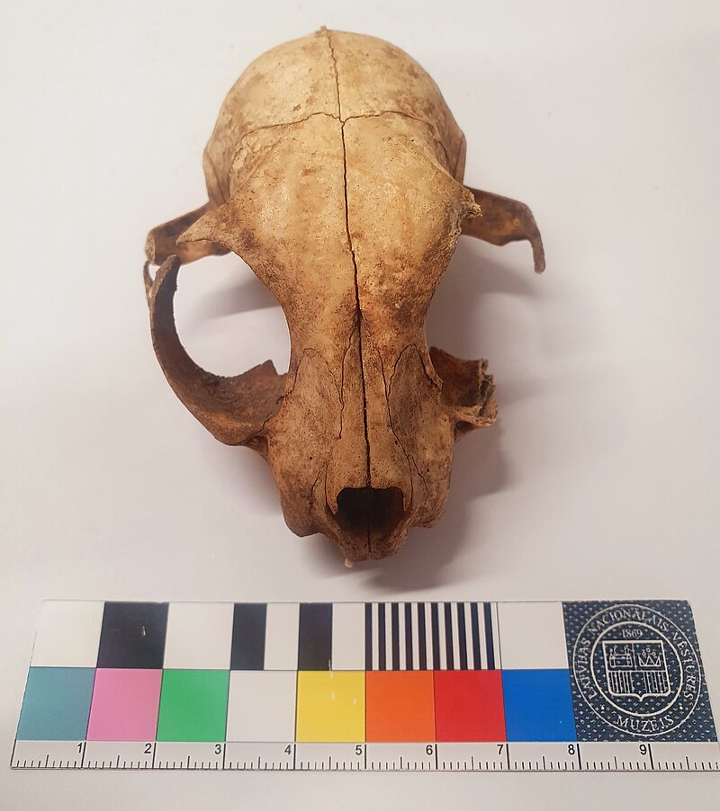 Dalība starptautiskā un starpdisciplinārā konferencē par kaķiem Romā 